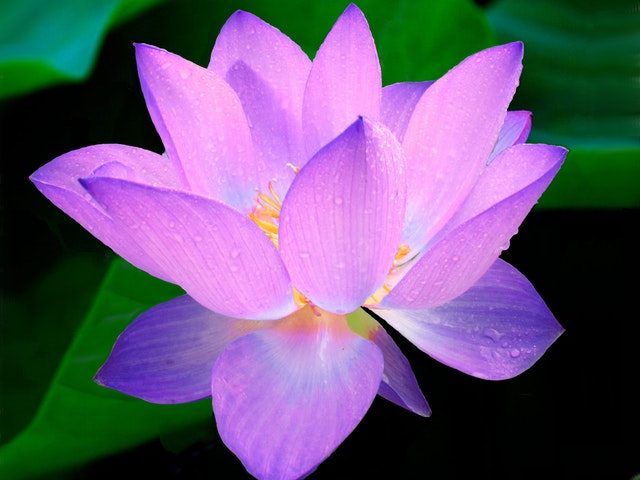 Il fiore di loto: bello da vedere e buono da mangiare